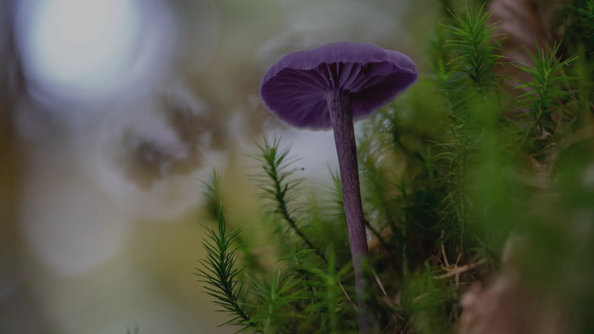 Magic Mushrooms